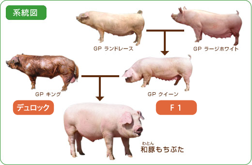 越後もちぶたとは